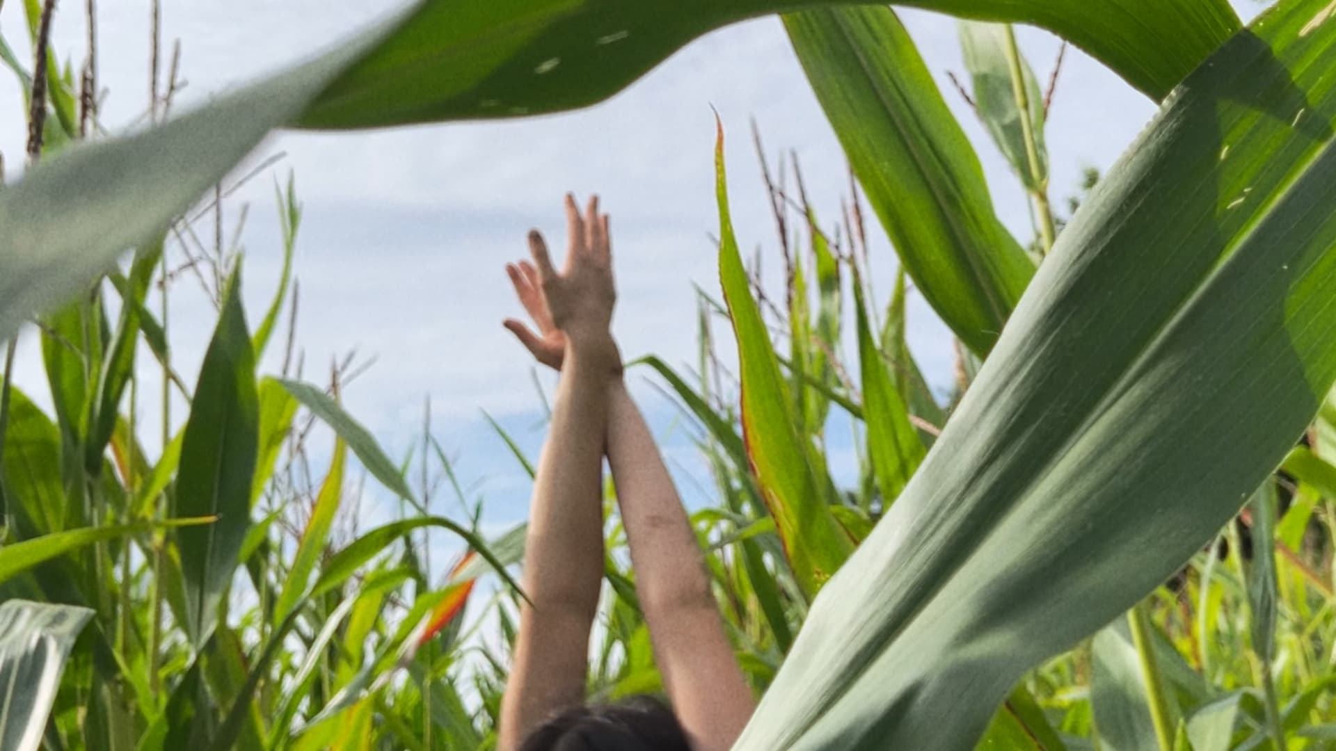 Hands in corn green.jpg